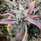 Night Owl Seeds-Strawberry Milk and Qookies Remix Auto