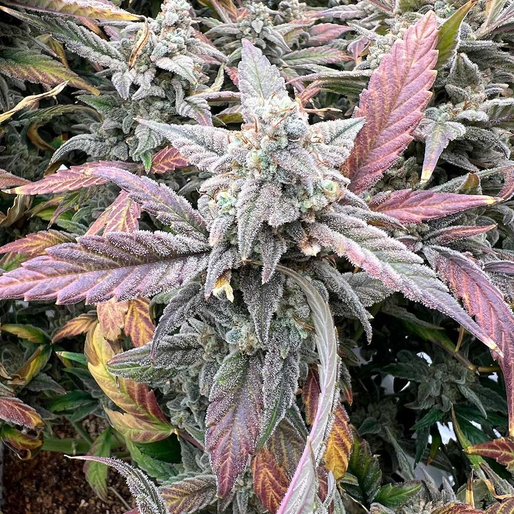Night Owl Seeds-Strawberry Milk and Qookies Remix Auto