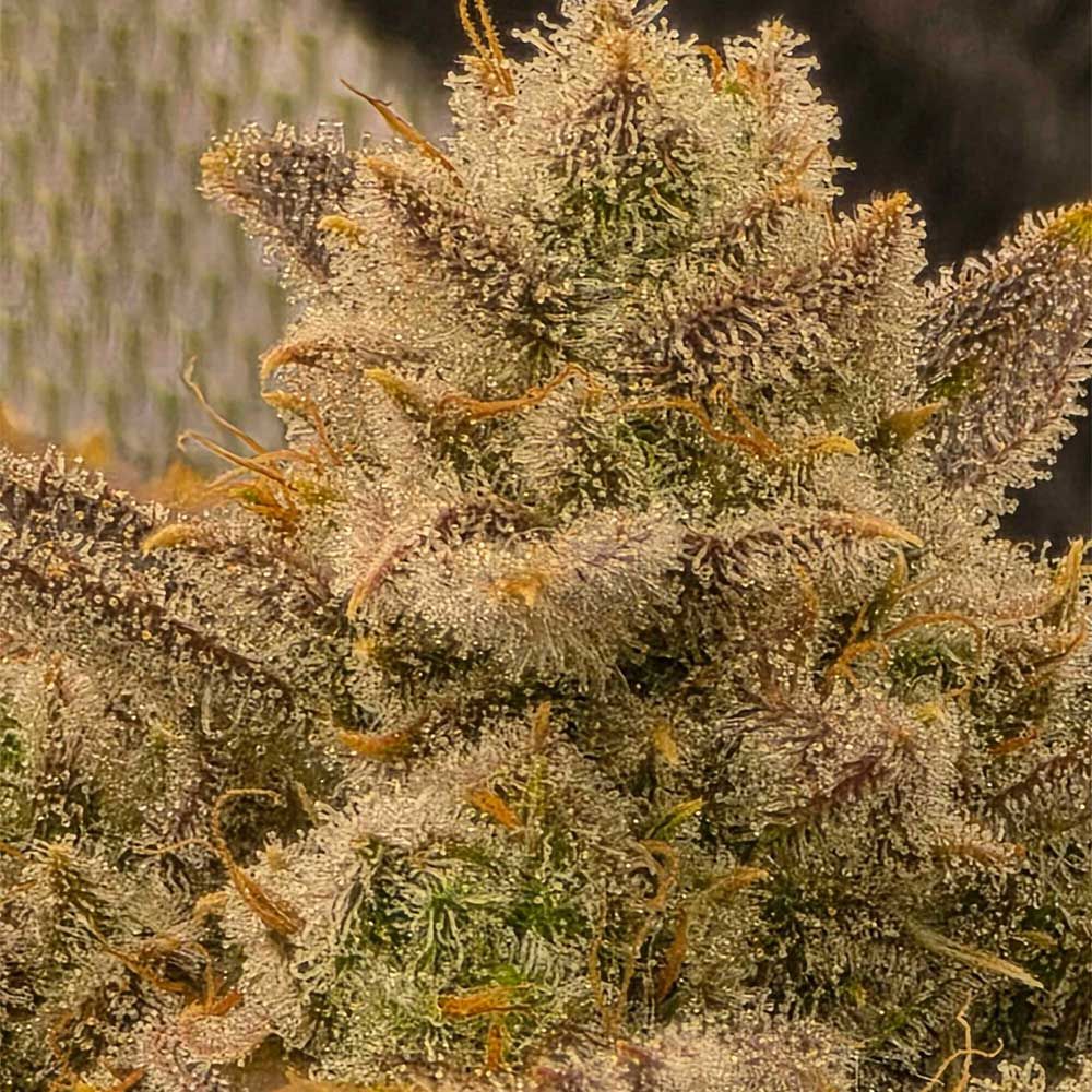Night Owl Seeds-Wizard's Apprentice F4 Auto