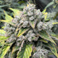 Night Owl Seeds-Wizard's Apprentice F4 Auto