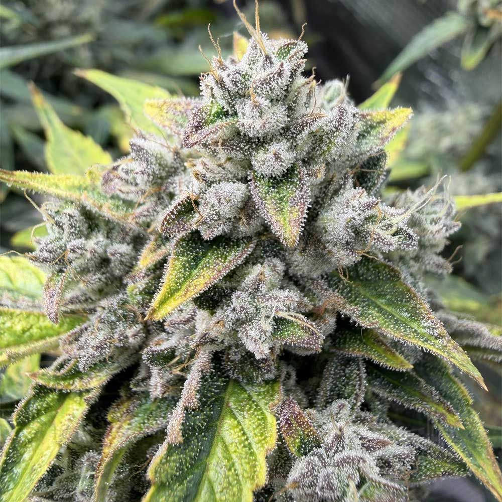 Night Owl Seeds-Wizard's Apprentice F4 Auto