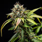 North Thunderfuck Auto - Cannaseuse - Curated Genetics - Royal Queen Seeds