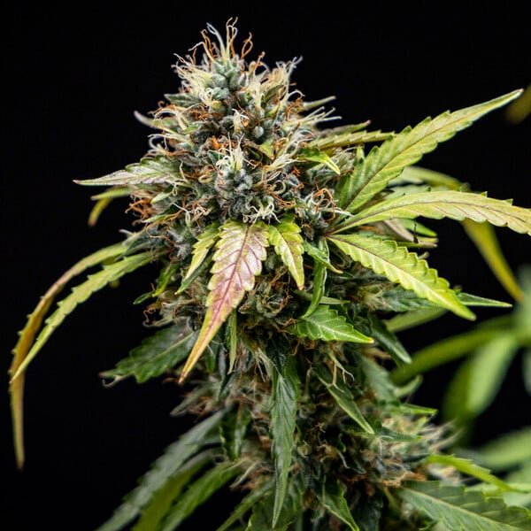 North Thunderfuck Auto - Cannaseuse - Curated Genetics - Royal Queen Seeds