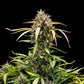North Thunderfuck Auto - Cannaseuse - Curated Genetics - Royal Queen Seeds