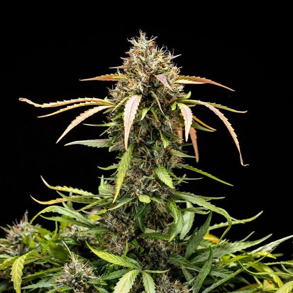 North Thunderfuck Auto - Cannaseuse - Curated Genetics - Royal Queen Seeds