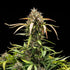 North Thunderfuck Auto - Cannaseuse - Curated Genetics - Royal Queen Seeds