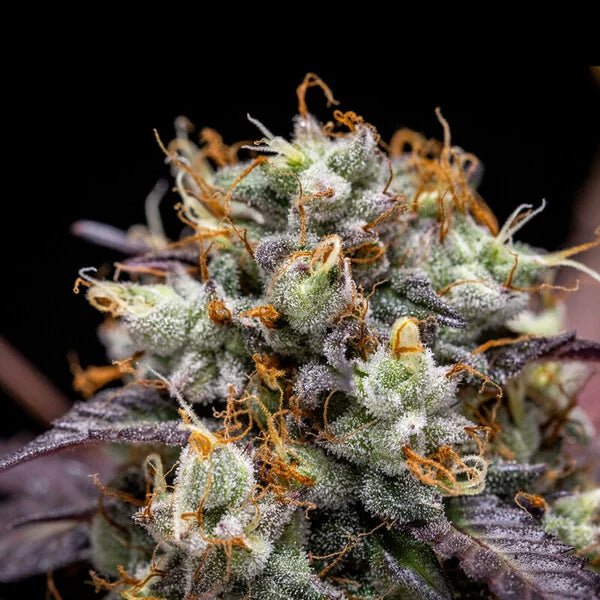 North Thunderfuck Auto - Cannaseuse - Curated Genetics - Royal Queen Seeds