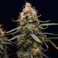 Northern Light Auto - Cannaseuse - Curated Genetics - Royal Queen Seeds