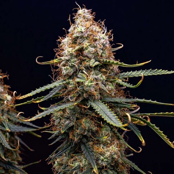 Northern Light Auto - Cannaseuse - Curated Genetics - Royal Queen Seeds