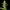 Northern Light Auto - Cannaseuse - Curated Genetics - Royal Queen Seeds
