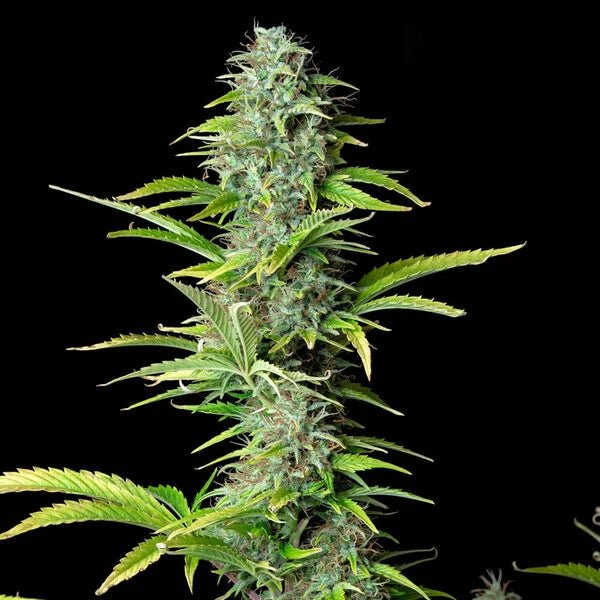 Northern Light Auto - Cannaseuse - Curated Genetics - Royal Queen Seeds