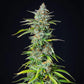 Northern Light Auto - Cannaseuse - Curated Genetics - Royal Queen Seeds