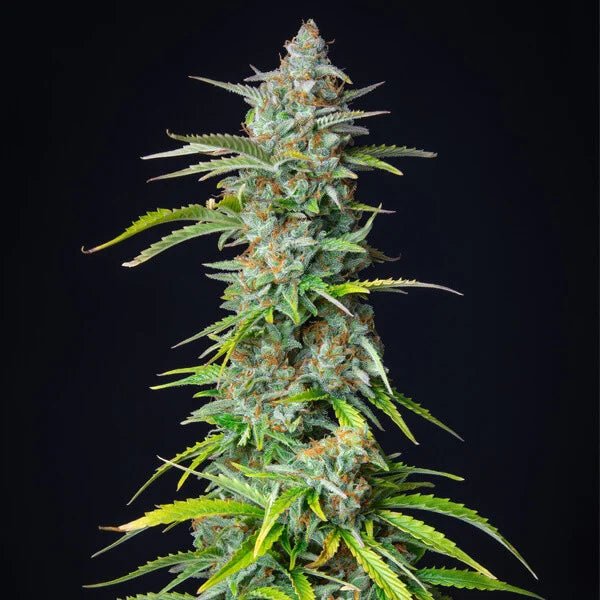 Northern Light Auto - Cannaseuse - Curated Genetics - Royal Queen Seeds