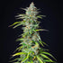 Northern Light Auto - Cannaseuse - Curated Genetics - Royal Queen Seeds