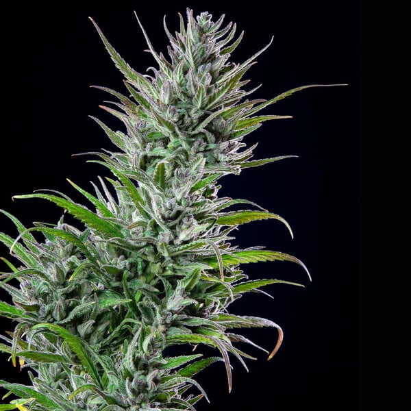Northern Light - Cannaseuse - Curated Genetics - Royal Queen Seeds