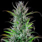 Northern Light - Cannaseuse - Curated Genetics - Royal Queen Seeds
