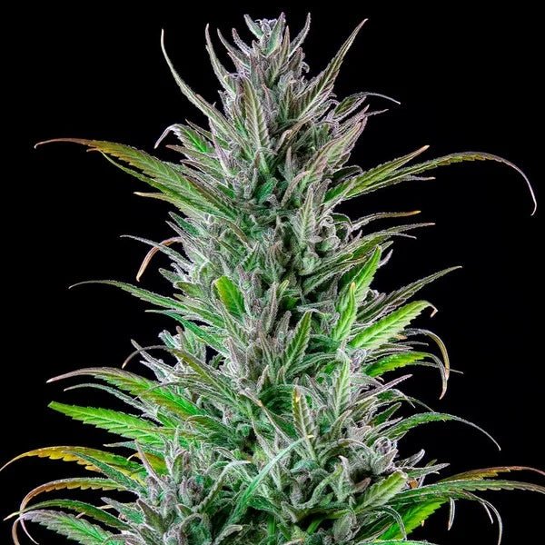 Northern Light - Cannaseuse - Curated Genetics - Royal Queen Seeds