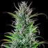 Northern Light - Cannaseuse - Curated Genetics - Royal Queen Seeds