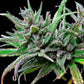 Northern Light - Cannaseuse - Curated Genetics - Royal Queen Seeds