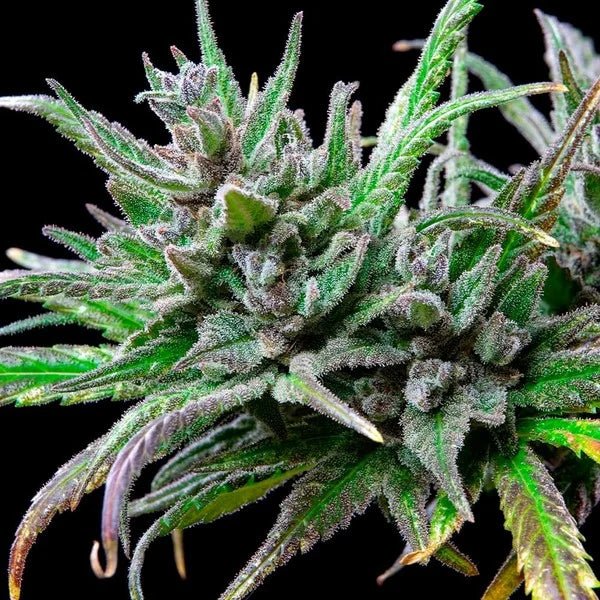 Northern Light - Cannaseuse - Curated Genetics - Royal Queen Seeds