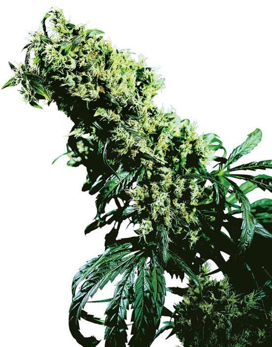 Northern Lights 5 x Haze - Cannaseuse - Curated Genetics - Sensi Seeds