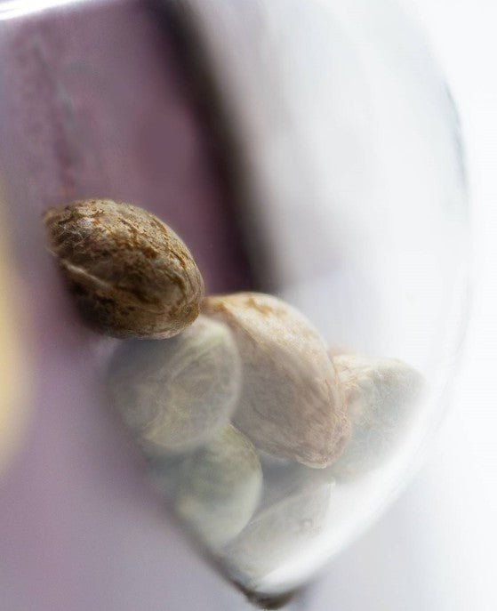 Northern Lights 5 x Haze - Cannaseuse - Curated Genetics - Sensi Seeds