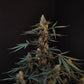 Northern Lights Auto - Cannaseuse - Curated Genetics - 42 Fast Buds