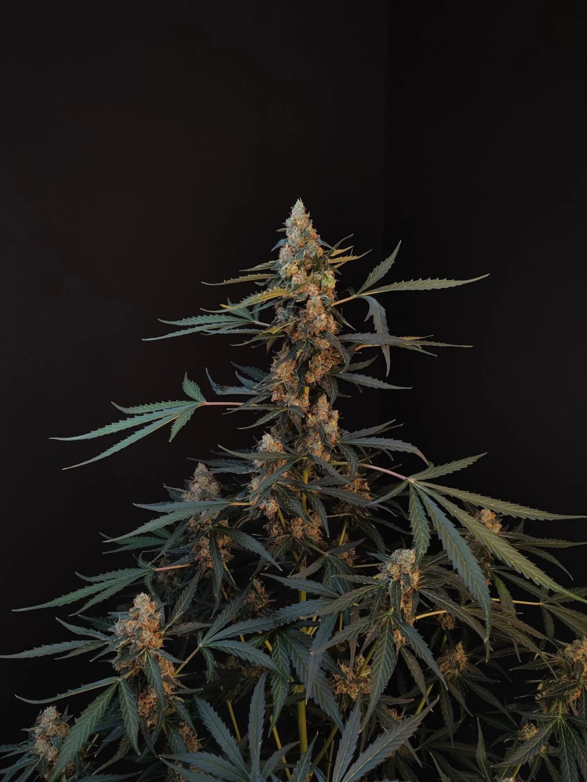 Northern Lights Auto - Cannaseuse - Curated Genetics - 42 Fast Buds