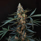Northern Lights Auto - Cannaseuse - Curated Genetics - 42 Fast Buds