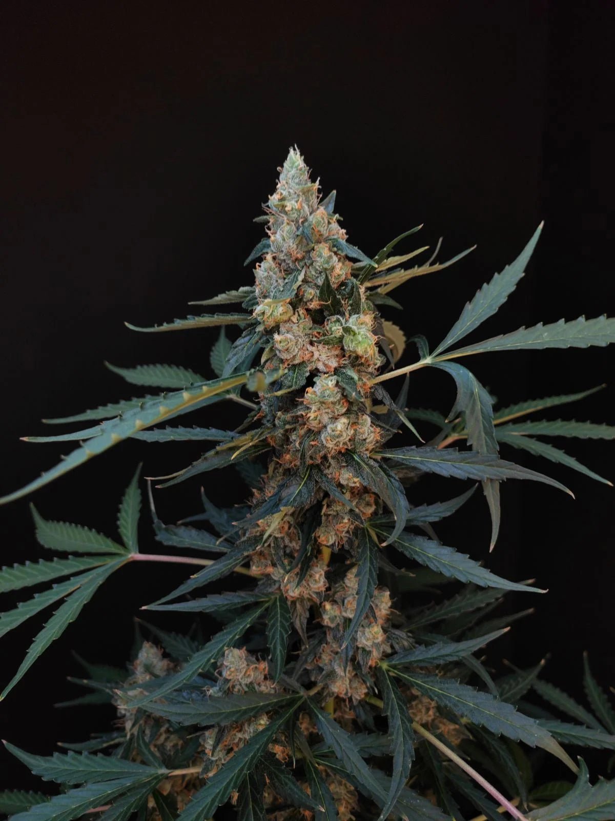 Northern Lights Auto - Cannaseuse - Curated Genetics - 42 Fast Buds