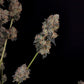 Northern Lights Auto - Cannaseuse - Curated Genetics - 42 Fast Buds