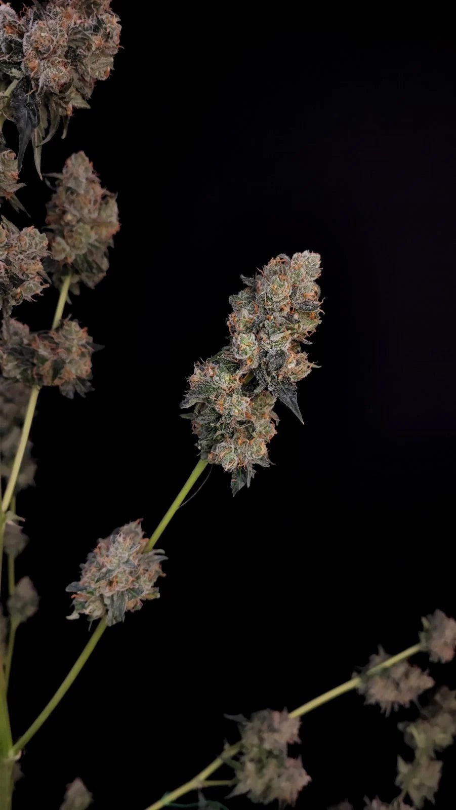 Northern Lights Auto - Cannaseuse - Curated Genetics - 42 Fast Buds