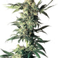 Sensi Seeds-Northern Lights Regulär