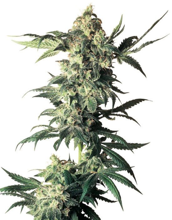 Sensi Seeds-Northern Lights Regulär