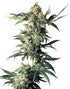 Sensi Seeds-Northern Lights Regulär