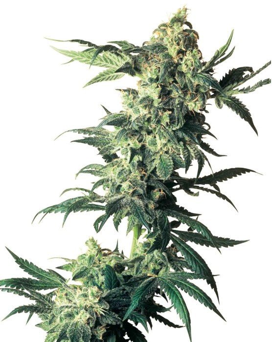 Northern Lights - Cannaseuse - Curated Genetics - Sensi Seeds