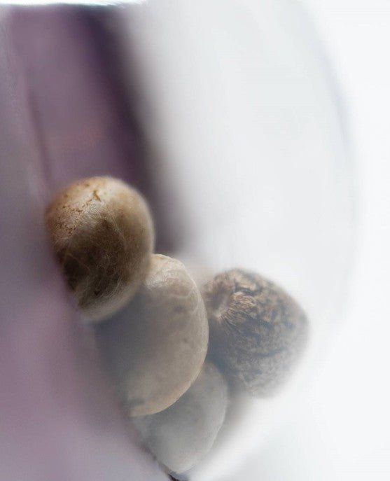 Northern Lights - Cannaseuse - Curated Genetics - Sensi Seeds