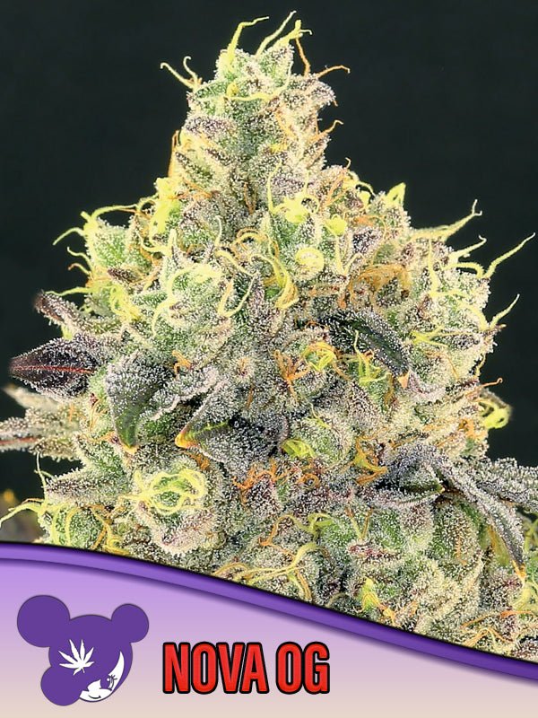 Anesia Seeds-Nova OG