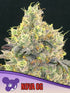 Anesia Seeds-Nova OG