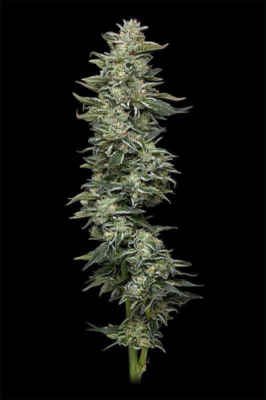 Humboldt Seed Company-Nutter Budder