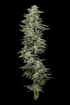 Humboldt Seed Company-Nutter Budder