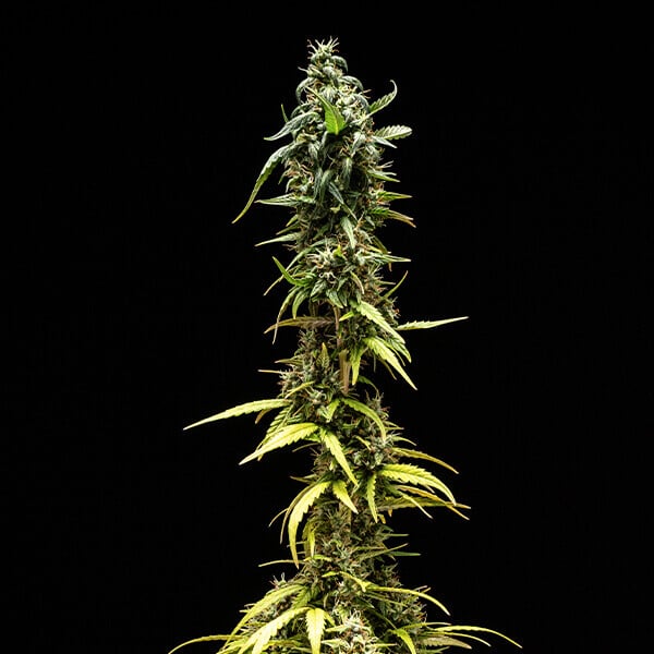 NYC Sour D Auto - Cannaseuse - Curated Genetics - Tyson 2.0 x RQS