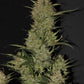 OG Kush Auto - Cannaseuse - Curated Genetics - 42 Fast Buds