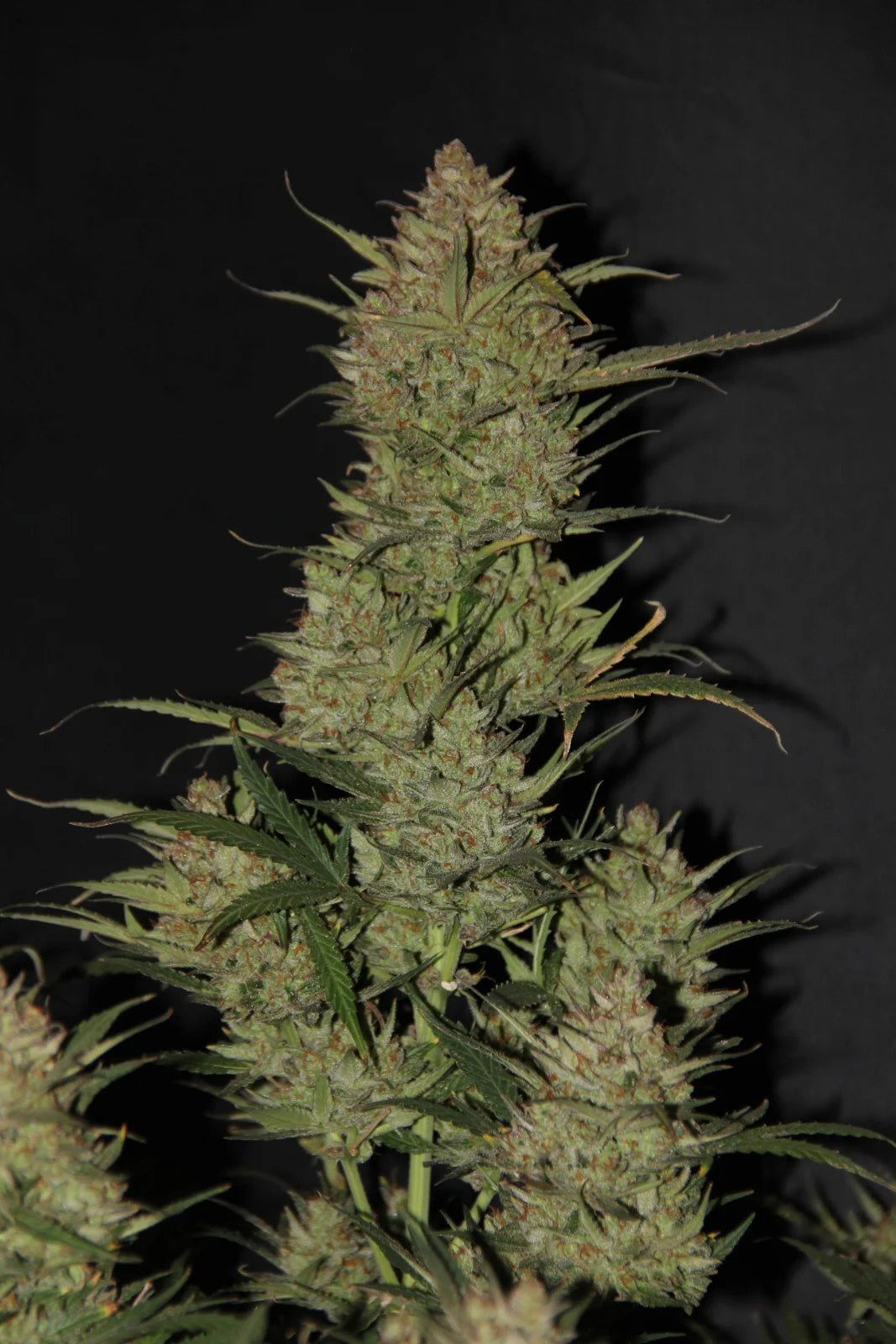OG Kush Auto - Cannaseuse - Curated Genetics - 42 Fast Buds