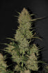 OG Kush Auto - Cannaseuse - Curated Genetics - 42 Fast Buds