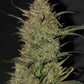 OG Kush Auto - Cannaseuse - Curated Genetics - 42 Fast Buds