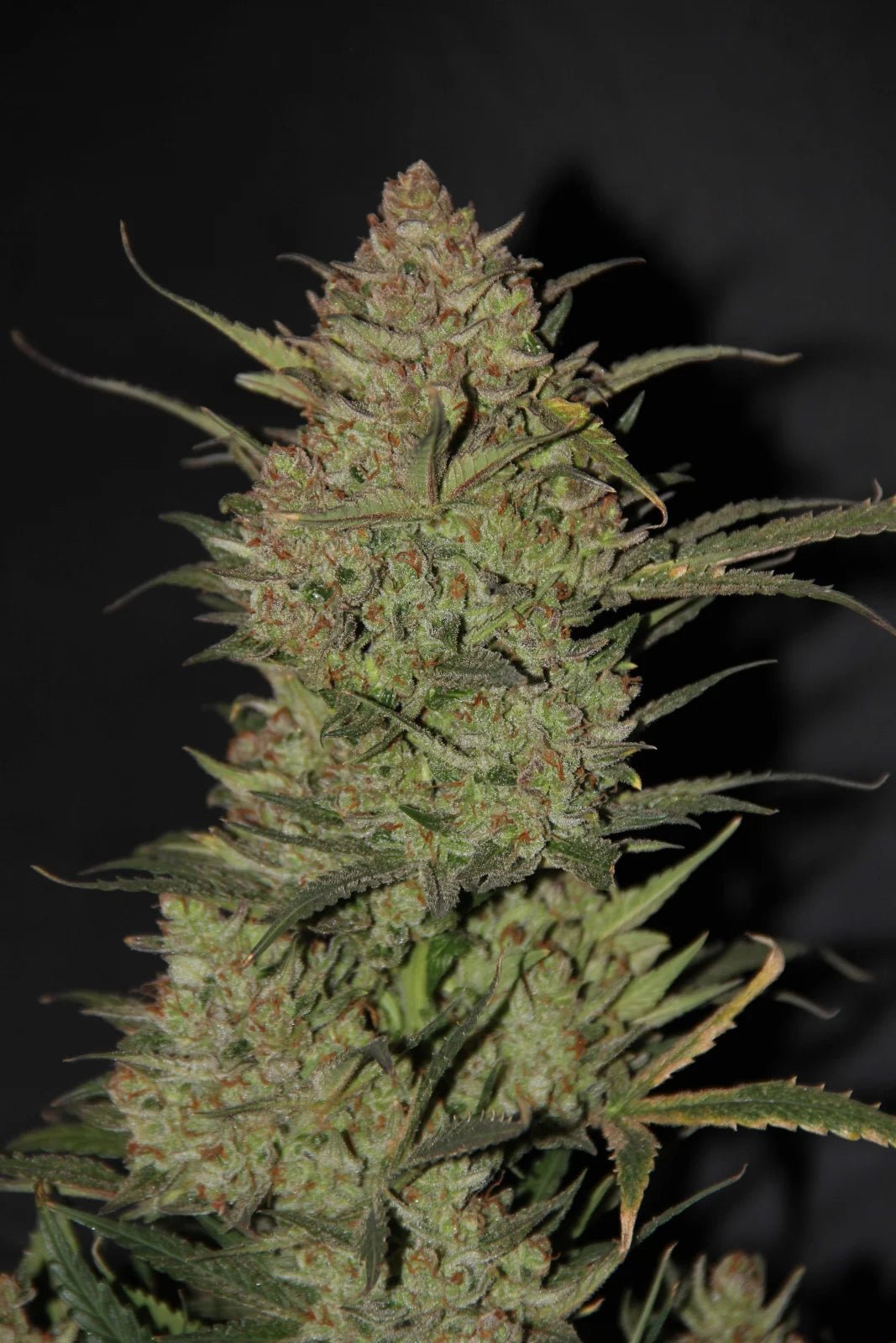 OG Kush Auto - Cannaseuse - Curated Genetics - 42 Fast Buds