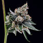 Green Bodhi-OGCD BX