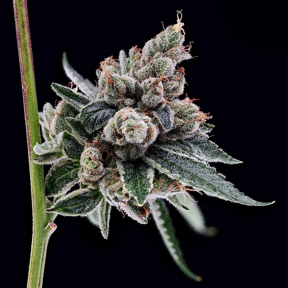 Green Bodhi-OGCD BX