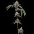 Green Bodhi-OGCD BX